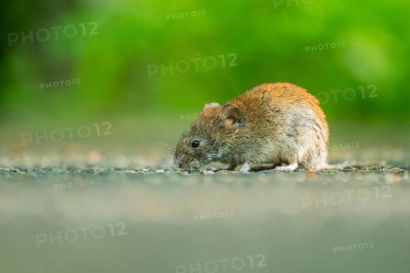 Common vole (Microtus arvalis) on the ground, Bavaria, Germany, Europe