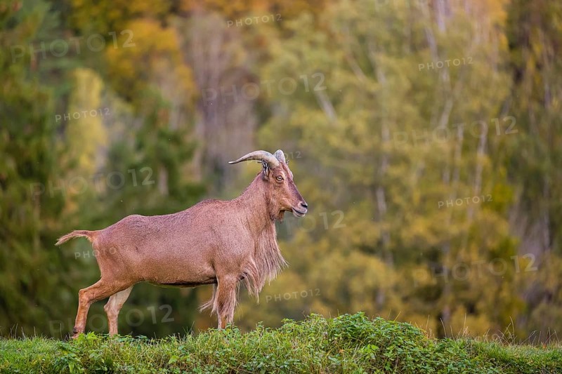 One Barbary sheep (Ammotragus lervia) stands on green hilly ground. A forest is in the background