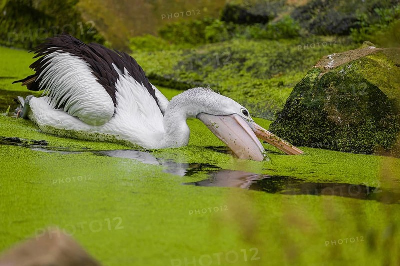 An Australian pelican (Pelecanus conspicillatus) swims in a duckweed-covered pond and fishes for food