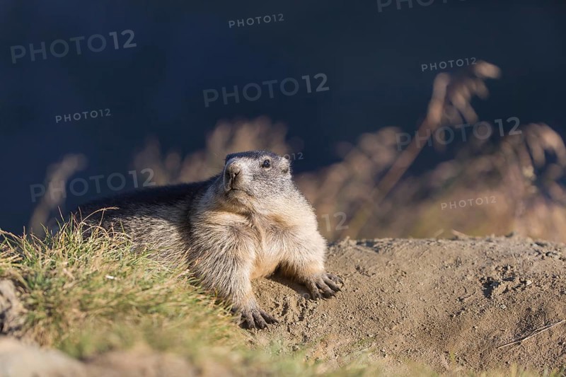One adult Alpine Marmot, Marmota marmota, resting on a rim of a soil, observing his surrounding