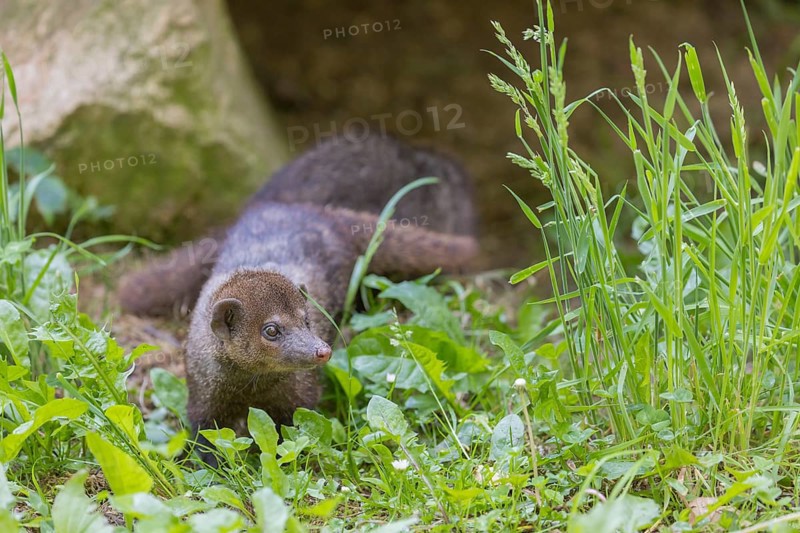 One Common cusimanse, Crossarchus obscurus, walking thru lush tall grass. Some rocks in the background