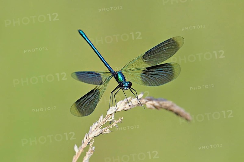Banded demoiselle (Calopteryx splendens), male approaching a blade of grass, Switzerland, Europe