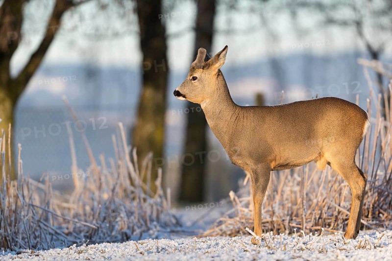 Roe deer standing in hoar frosted dead stinging nettle at minus 15 °C at sunrise. Trees and dead stinging nettle in background