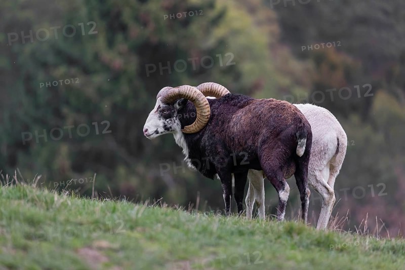 Two male snow sheep (Ovis nivicola), or Siberian bighorn sheep walk over a meadow, side by side
