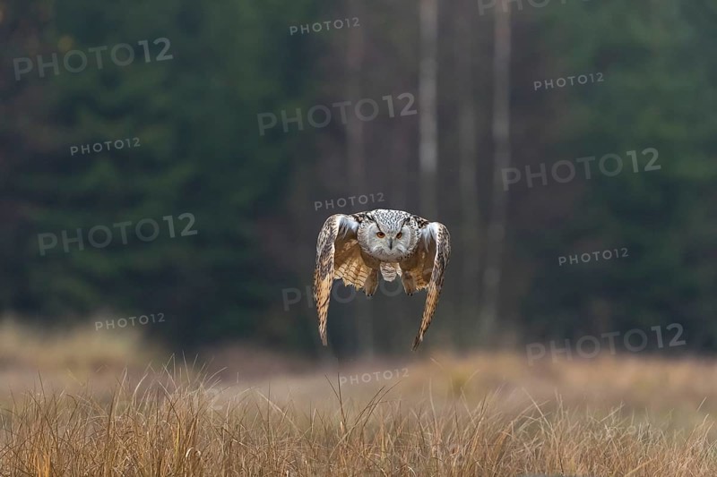 One Siberian Eagle Owl (Bubo bubo sibiricus) landing on a rock between tall reed grass lakeshore on an autumnal misty cold morning