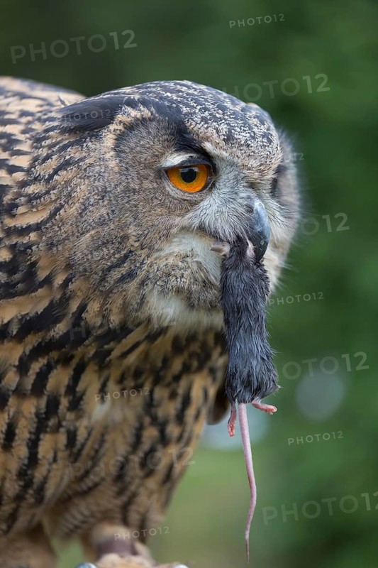 Portrait of an Eurasian Eagle Owl, Bubo bubo. Swallowing a dark grey mouse. Green vegetation in the background