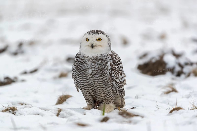One snowy owl, Bubo scandiacus, Bubo scandiaca, Nyctea scandiaca sitting on a snowy meadow