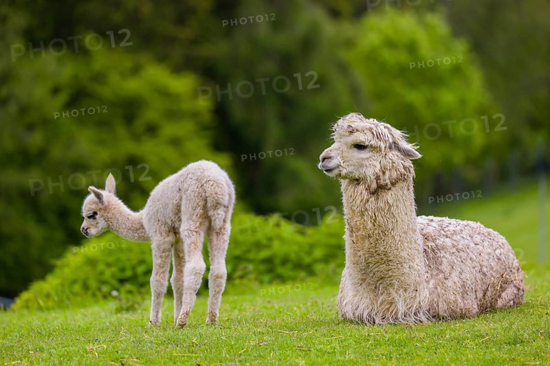 One white female Alpaca (Vicugna pacos) lies a on a fresh green meadow, one young stands next to her. A green forest in the distant background