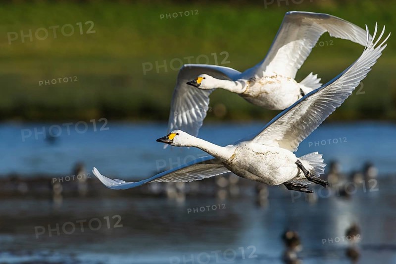 Tundra Swan, Bewick's Swan, Cygnus columbianus in flight at winter in Slimbridge, England, United Kingdom, Europe