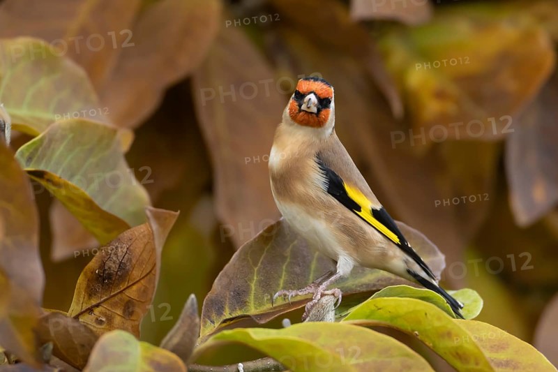 European goldfinch (Carduelis carduelis) adult bird in a garden Magnolia tree with autumn leaves, England, United Kingdom, Europe