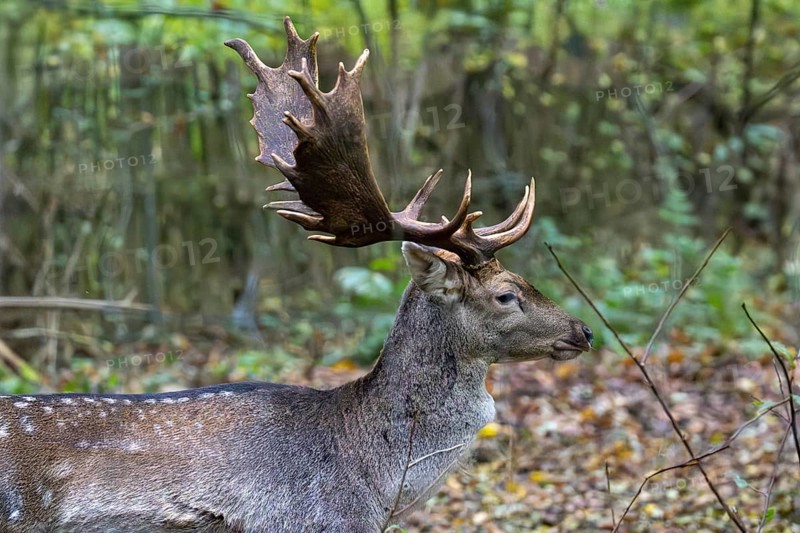 Close-up of a fallow deer