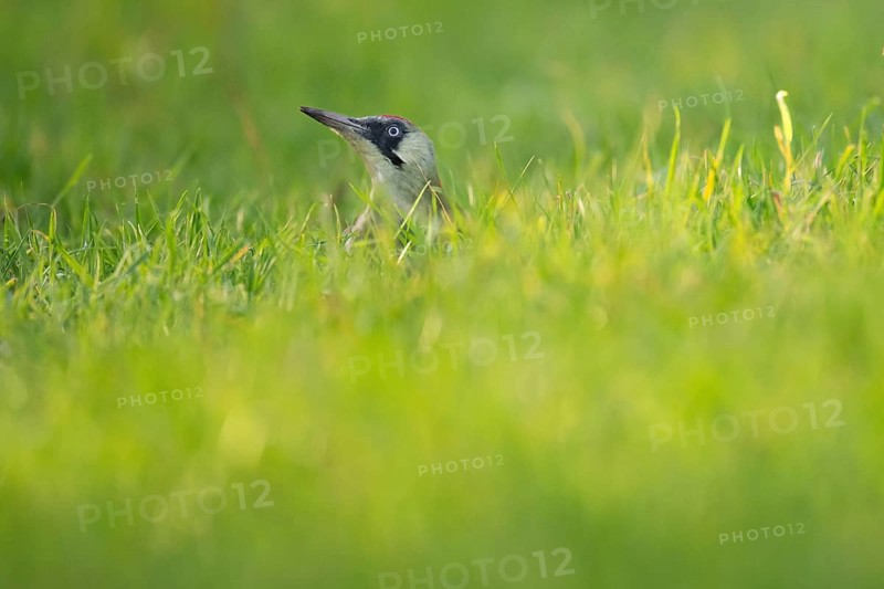 Green woodpecker (Picus viridis) in the grass, young bird foraging in meadow, Rosensteinpark, Stuttgart, Baden-Württemberg, Germany, Europe
