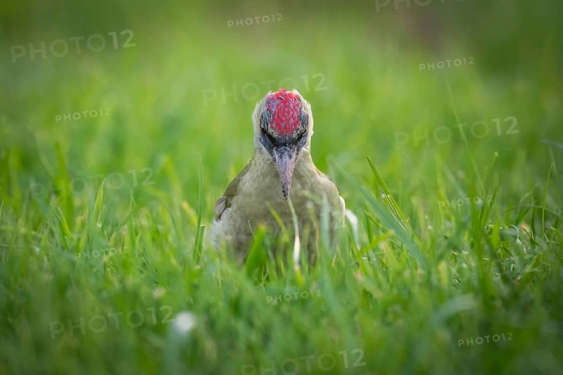 Green woodpecker (Picus viridis), young bird foraging in meadow, Rosensteinpark, Stuttgart, Baden-Württemberg, Germany, Europe