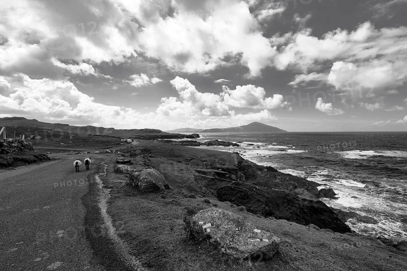 Two sheep walking on panoramic Atlantic Drive, spectacular coastline, monochrome, southern Achill Island, Mayo, Wild Atlantic Way, Atlantic Ocean, Ireland, Europe