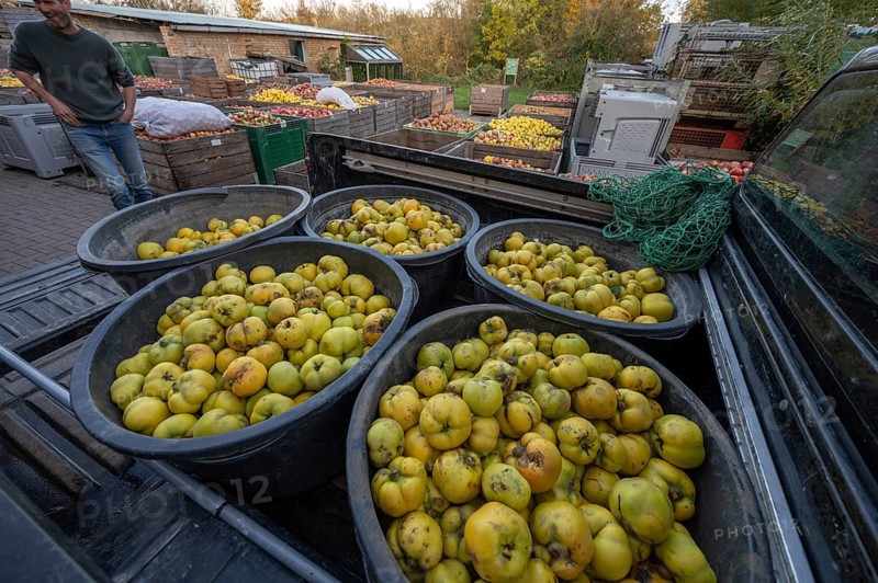 Delivery of quinces (Cydonia oblonga) to the yard of a cider factory, Mecklenburg-Western Pomerania, Germany, Europe