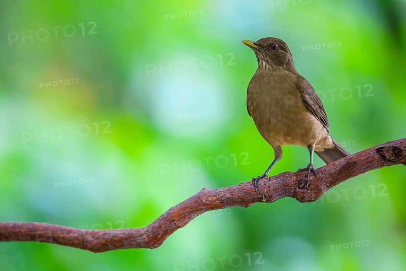 Yellow Thrush (Turdus grayi), Alajuela, Costa Rica, Central America
