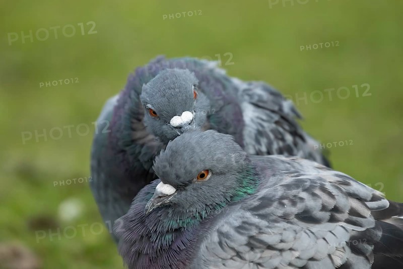 Feral pigeon (Columba livia domestica) two adult dove birds performing their courtship love display, England, United Kingdom, Europe