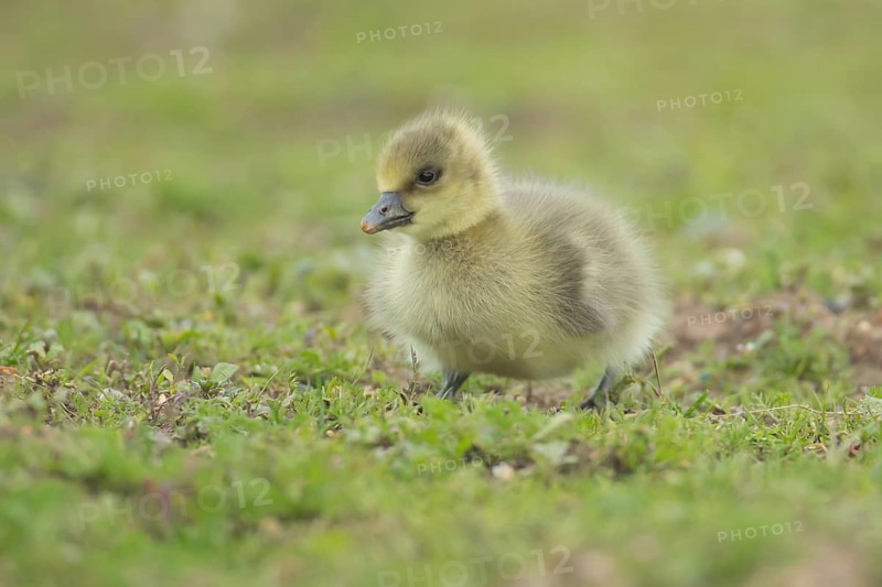 Greylag goose (Anser anser) juvenile baby gosling bird on grassland, England, United Kingdom, Europe