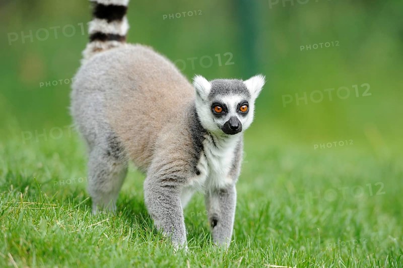 Young lemur looks curiously as it walks through the green grass, Ring-tailed Lemur (Lemur catta), Augsburg Zoo