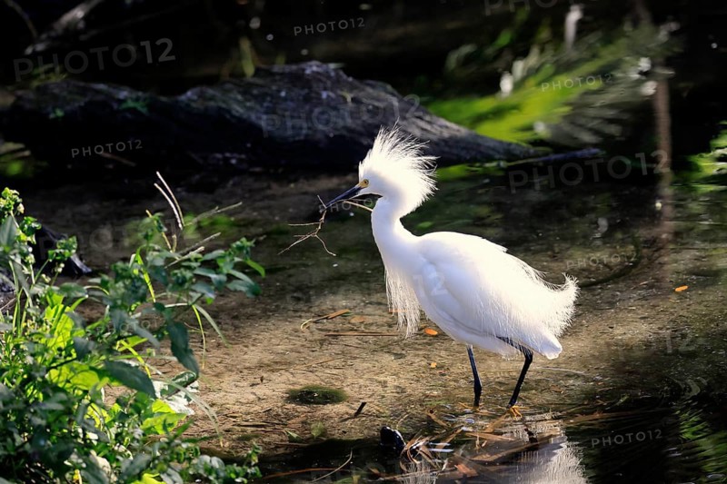 Great Egret (Egretta thula), adult, in breeding plumage, at breeding time, at the water, nesting material, St. Augustine, Florida, North America, USA, North America