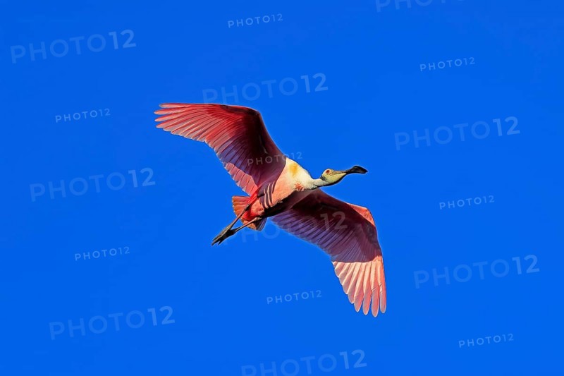 Roseate spoonbill (Platalea ajaja), adult, flying, St. Augustine, Florida, North America, USA, North America