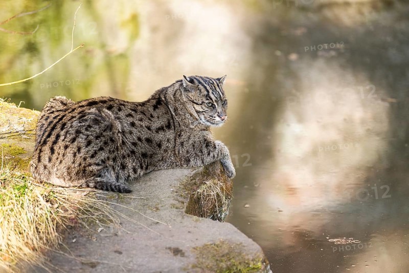 Fishing cat (Prionailurus viverrinus) at the shore of a lake on a sunny day, captive, Germany, Europe
