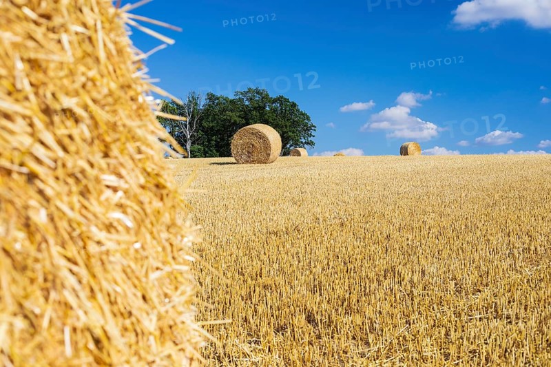 Straw bales on a harvested grain field, stubble field, Nossen, Saxony, Germany, Europe