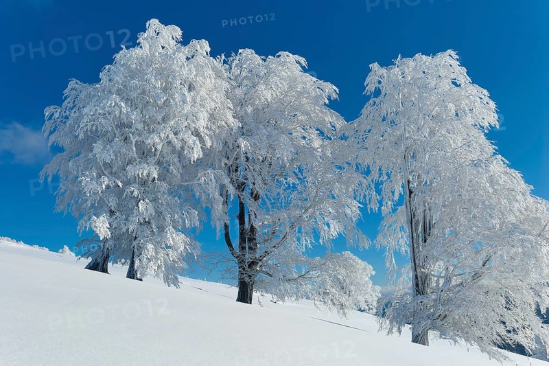 Snow-covered beech trees on a hill under a clear blue sky, Schauinsland, Black Forest, Baden-Württemberg, Germany, Europe