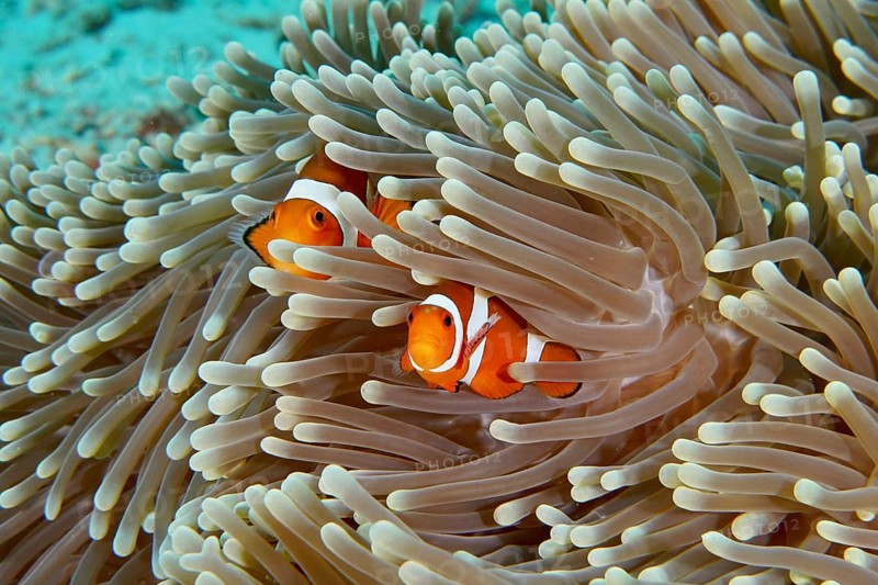 Two Ocellaris Clownfish (Amphiprion ocellaris) hiding in the tentacles of a sea anemone in the coral reef, dive site Coral Garden, Menjangan, Bali, Indonesia, Asia