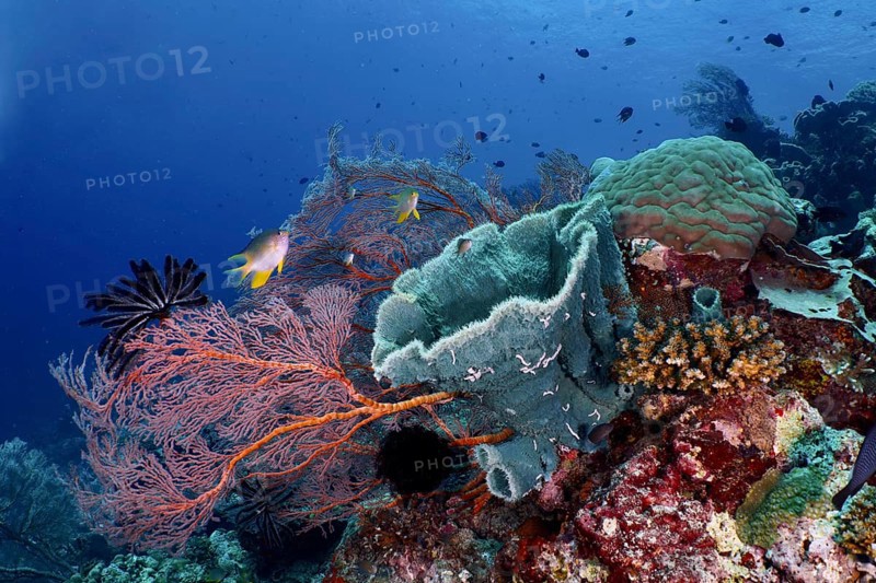 Various marine animals and corals in vivid colours, including spiny tube sponge (Callyspongia (Cladochalina) aerizusa) and Godeffroy's soft coral (Siphonogorgia godeffroyi) under water, dive site Coral Garden, Menjangan, Bali, Indonesia, Asia