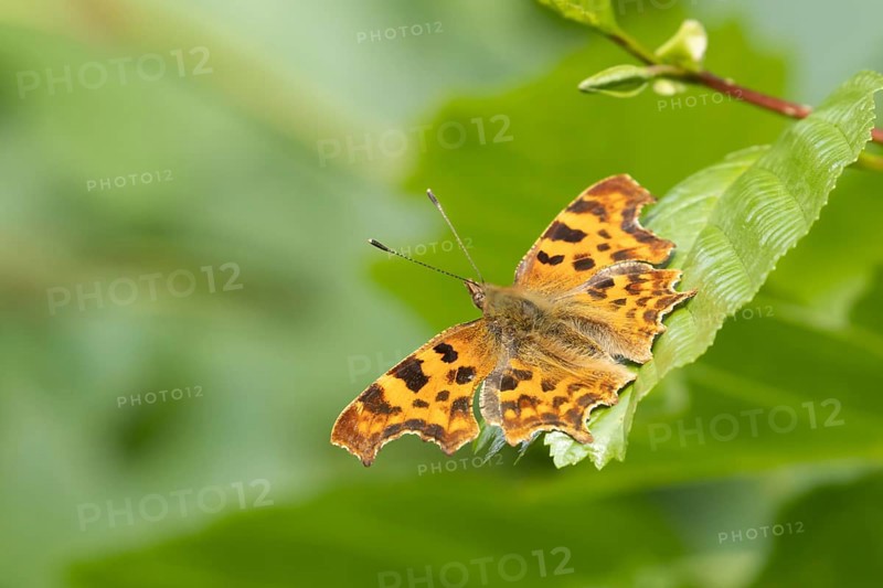 Comma butterfly (Polygonia c-album) adult insect resting on a tree leaf in the summer, England, United Kingdom, Europe