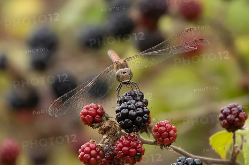 Common darter dragonfly (Sympetrum striolatum) adult male insect feeding on a fly on a blackberry fruit in the summer, England, United Kingdom, Europe