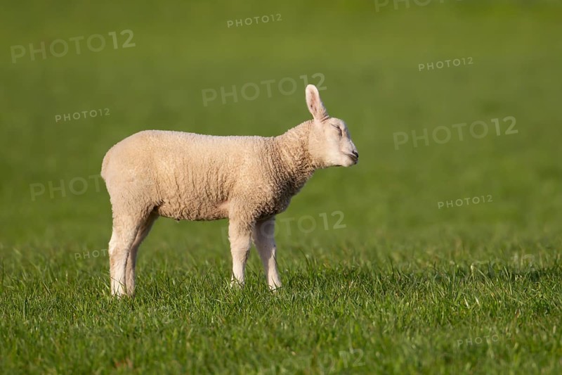 Domestic sheep (Ovis aries) juvenile baby lamb farm animal in a grass field in springtime, England, United Kingdom, Europe