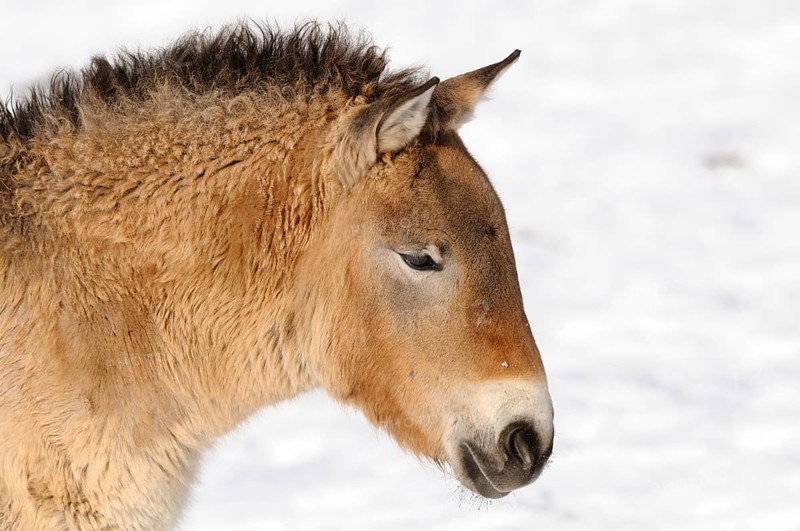 Young Przewalski's horse in the snow, lateral view, peaceful expression, Przewalski's horse (Equus ferus przewalskii), Bavarian Forest National Park