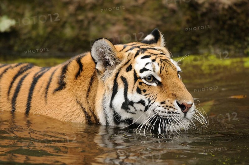 A tiger bathing in water, with a calm and alert expression, Siberian tiger (Panthera tigris altaica), captive, occurring in Russia, North Korea and China