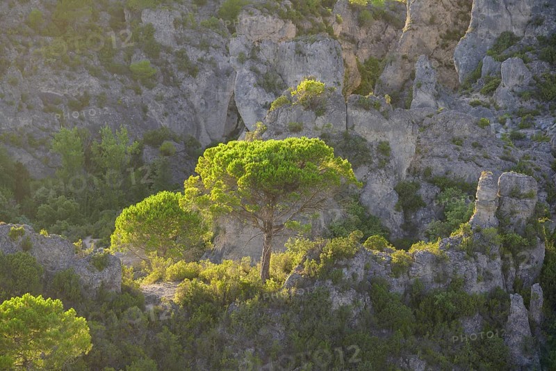 View of rocks and trees in the evening light from the Belvedere, Mourèze, Département Hérault, France, Europe