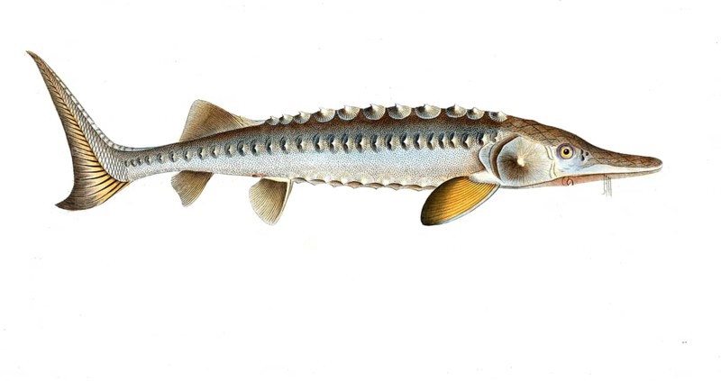 Fish, Fish, Fish genus from the sturgeon family, Acipenser sturio, the Sturgeon, Historic, digitally restored reproduction from a 19th century original, Record date not stated