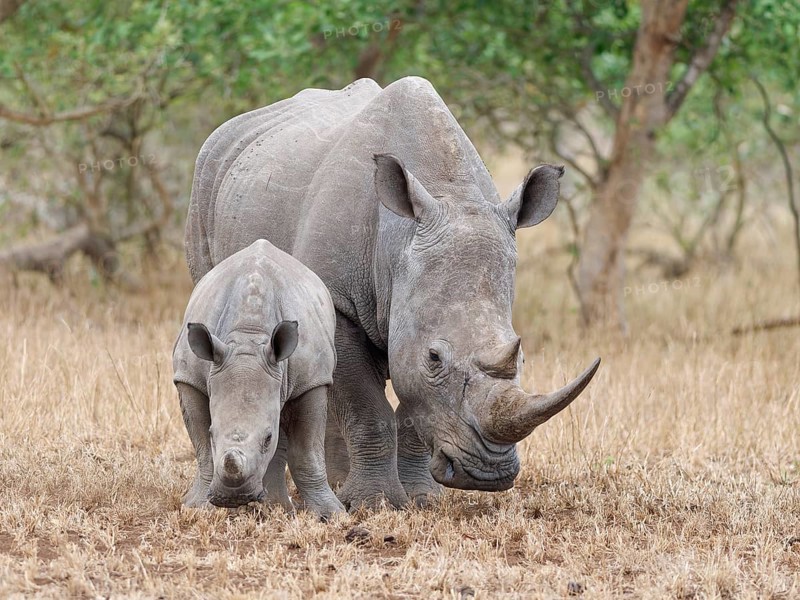 Southern white rhinoceros (Ceratotherium simum simum), adult female with young standing in short dry grass, facing camera, Kruger National Park, South Africa, Africa