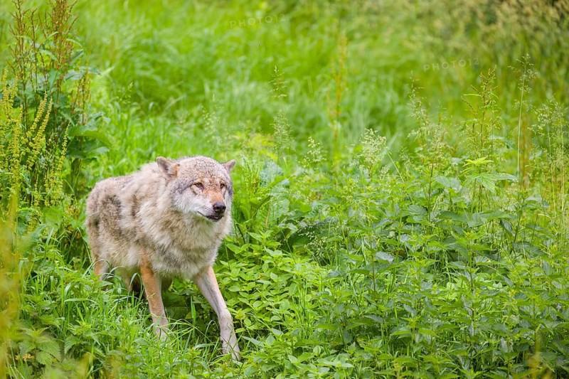 A submissive eurasian gray wolf (Canis lupus lupus) anxiously watches the higher-ranking wolves