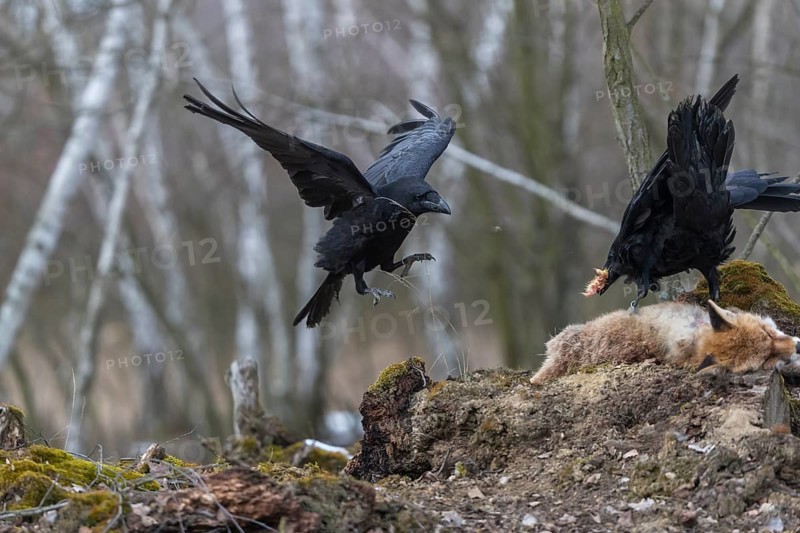 Two common raven (Corvus corax), fighting and feeding on the carcass of a red fox lying on stones in a forest of birch trees