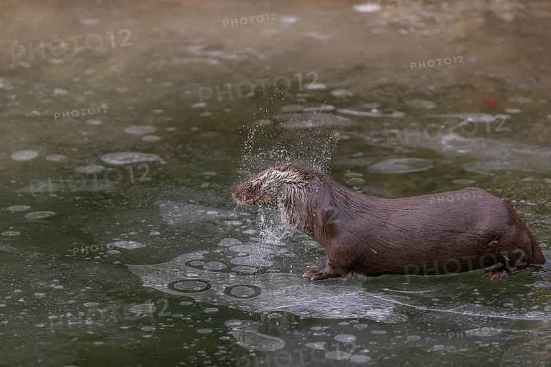 One Eurasian otter (Lutra lutra), emerging between the ice in a frozen river. Shaking off the water from his fur