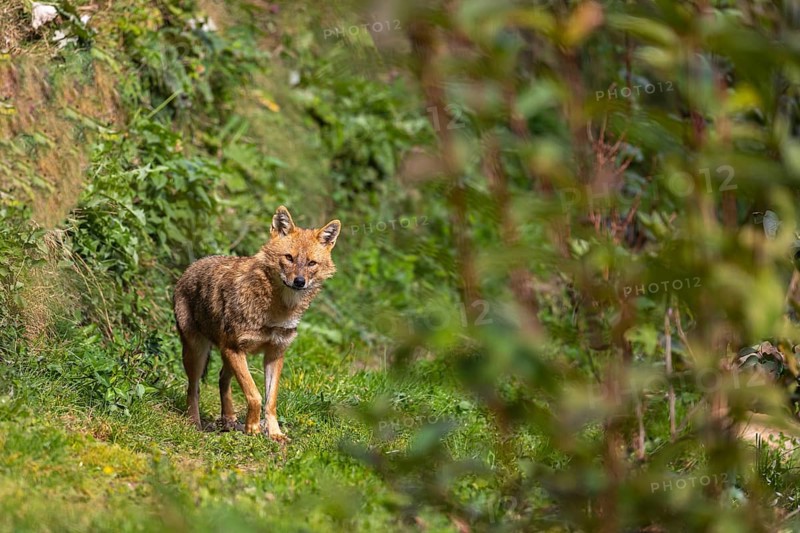 One golden jackal (Canis aureus) walking through dense green vegetation