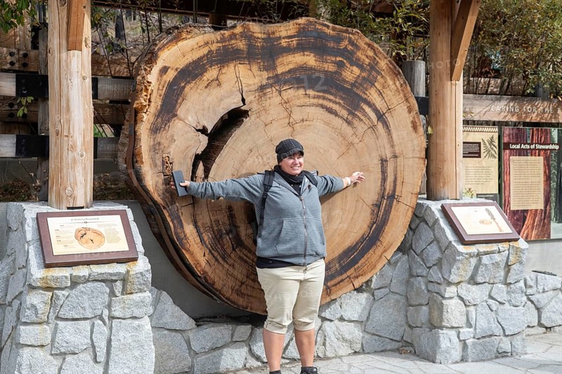Yosemite National Park, California - The Mariposa Grove of Giant Sequoias (Sequoiadendron giganteum). A visitor compares her arm spread to the diameter of a giant sequoia at the Grove's welcome center