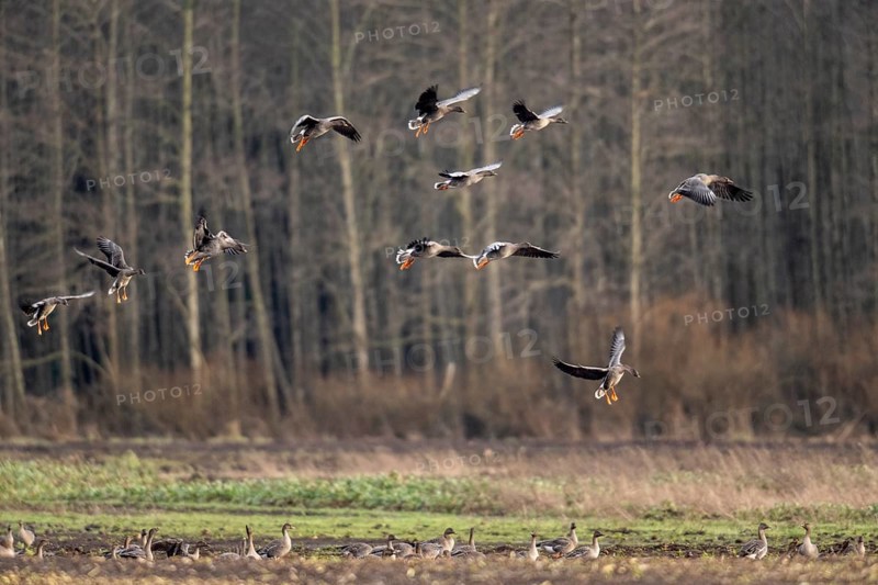 Bean geese (Anser fabalis), flying, Emsland, Lower Saxony, Germany, Europe