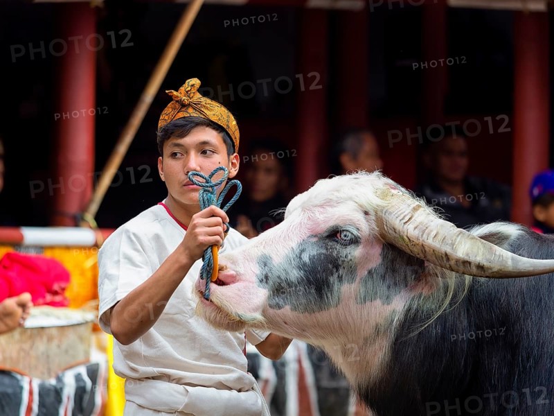 Man and water buffalo (Bubalus arnee) at funeral service in Tana Toraja, Rantepao, Sulawesi, Indonesia, Asia