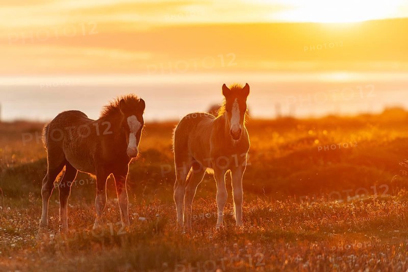 Foals, Icelandic horses (Equus islandicus), in the light of the midnight sun, Hofsos or Hofsós, Skagafjörður, Norðurland, Iceland, Europe
