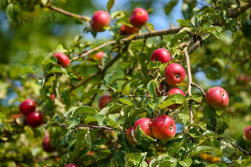 Schwerte, North Rhine-Westphalia, Germany, Ripe apples on a tree in a meadow orchard, Europe