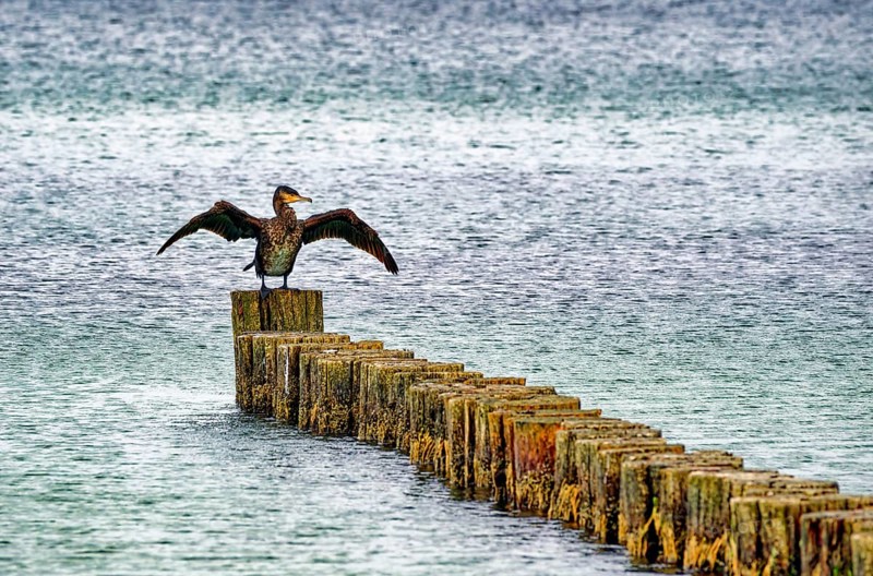A Comoran (Phalacrocorax carbo) sitting on groynes, Graal-Müritz, Fischland-Darß-Zingst peninsula, Baltic Sea, Mecklenburg-Western Pomerania, Germany, Europe