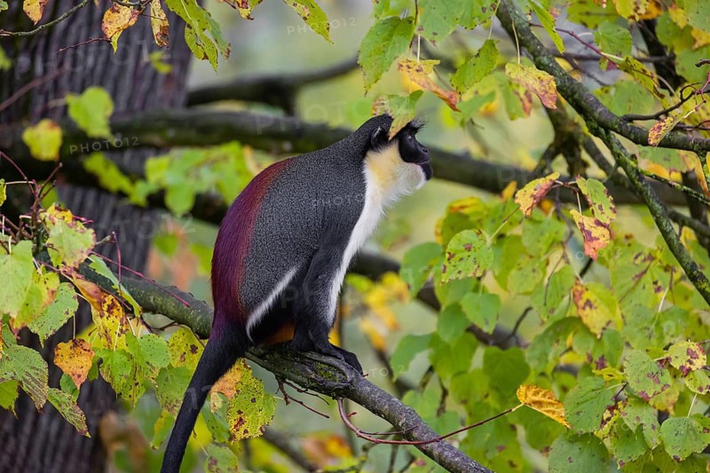 One adult Diana monkey (Cercopithecus diana) sits on a branch of a tree looking around
