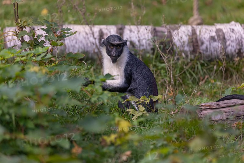 One adult Diana monkey (Cercopithecus diana) sitting in the green undergrowth at a forest edge and feeding on something